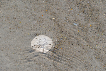 Fototapeta na wymiar Sand Dollar in Water - Left