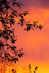 Contour leaves on a pink sunset background.