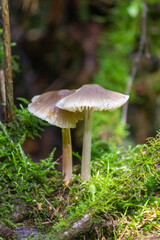 Toadstool mushroom in in moss on a fallen tree. Mushrooms close-up. nature background. forest.