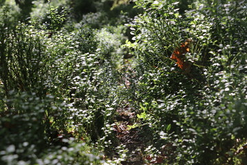 close up of green plants with plants in background