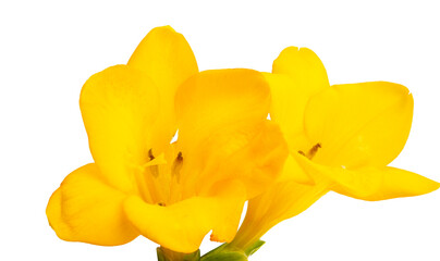 yellow freesia flowers isolated
