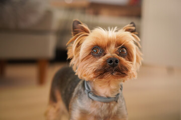 A cute small Yorkshire Terrier dog is waiting for its owner at home.