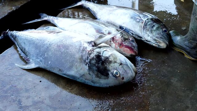 Fresh Big GT (Giant travelly) for sale at seafood market