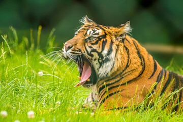 A Bengal tiger starting a roar from the long grass