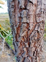 tree bark texture