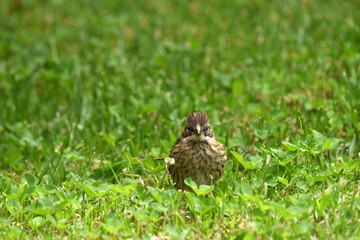 Obraz na płótnie Canvas sparrow in ther garden 