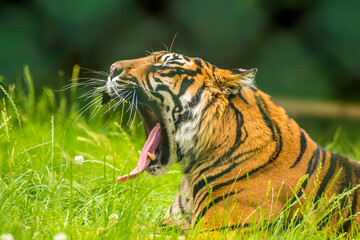 A Bengal tiger roars a warning from the long grass