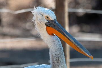 White pelican on lake