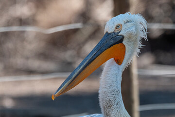 White pelican on lake