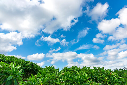 Egg trees in tropical woods under blue sky and white clouds.