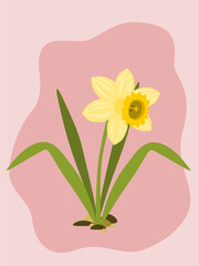 Yellow daffodil or Narcissus poeticus isolated on simple pink background. Flat style. Botanical illustration.