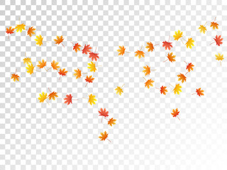 Maple leaves vector illustration, autumn foliage on transparent background.