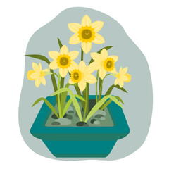Yellow narcissus flowers in turquoise green pot isolated on white background. Daffodils bloom. flowering plant. Miniature garden. Flat design. Botanical illustration.