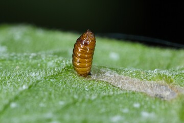 Pupa of Liriomyza huidobrensis, commonly known as the pea leaf miner, is a species of insect, a fly in the family Agromyzidae. It is pest of many crops.