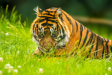 A Bengal tiger looks menacingly from the long grass