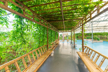 Lianas grown in modern greenhouses