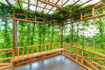 Lianas grown in modern greenhouses