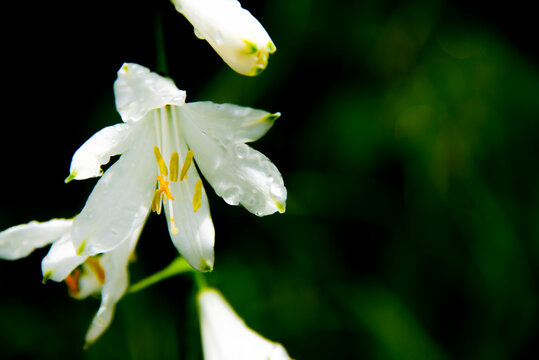 Paradisea Liliastrum one