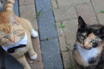 Fototapeta premium cat 