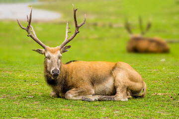 An Elk sits majestically on a grassy range in the summertime