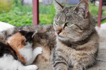 feeding cat. Cat mom will be rattling her baby kitten outdoors. kitten red white and black