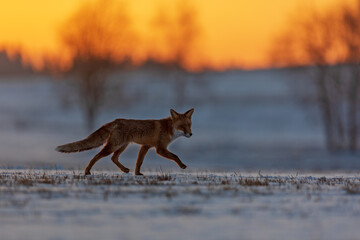 red fox (Vulpes vulpes)  running early in the morning across a snow field