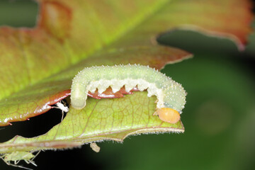 Rose sawfly Allantus cinctus on damaged rose leaf. It is pest of roses.