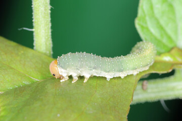 Rose sawfly Allantus cinctus on damaged rose leaf. It is pest of roses.