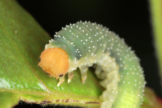 Rose sawfly Allantus cinctus on damaged rose leaf. It is pest of roses.