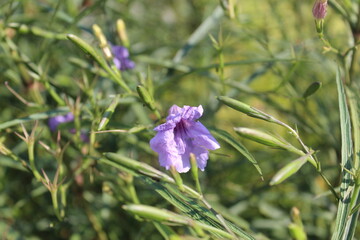 purple flowers in the garden