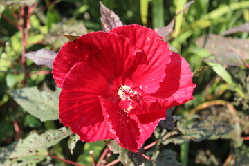 red flower