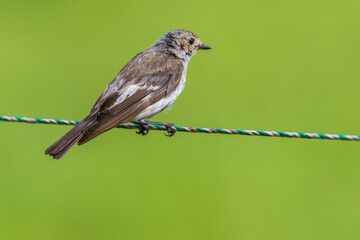 European Pied Flycatcher (Ficedula hypoleuca)