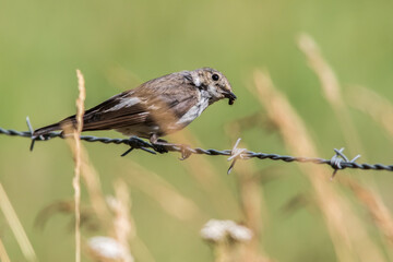 European Pied Flycatcher (Ficedula hypoleuca)
