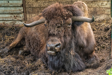 Portrait of a bison in Prioksko-Terrasny nature biosphere reserve , Danki, Russia.