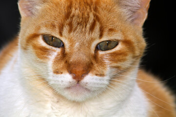 Gato Theo IMG_7759