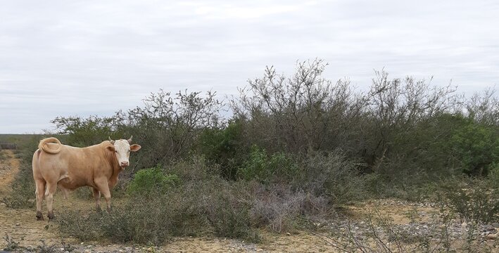 vaca