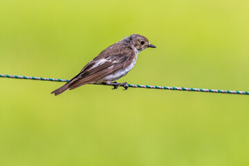 European Pied Flycatcher (Ficedula hypoleuca)