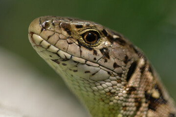 The sand lizard (Lacerta agilis). The snout and scales and the brown eye of a lizard in close-up on a sunny day. Wild animal. Nature. Poland.