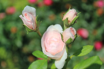 pink rose