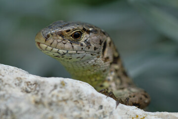 The sand lizard (Lacerta agilis). The snout and scales and claws and the brown eye of a lizard on a light stone on a sunny day. Wild animal. Nature. Poland.