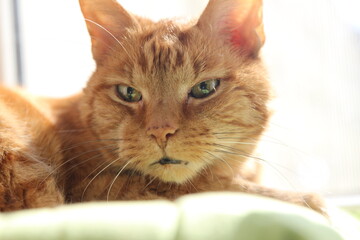 My Cat Spikey while playing relaxing and have fun