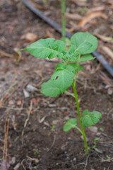 Batata