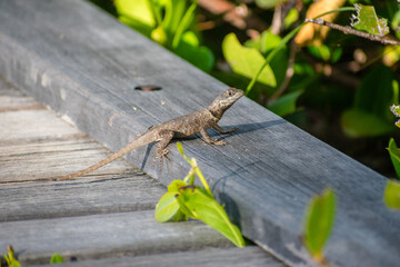 Tropical Lizard