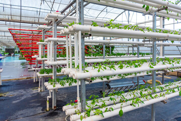 Soilless crops grown in pipes in modern greenhouses.