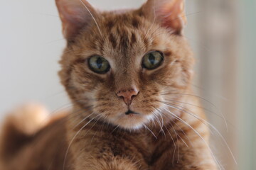 My Cat Spikey while playing relaxing and have fun