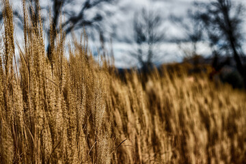 wheat ear in the wind in autumn with clouds in a park