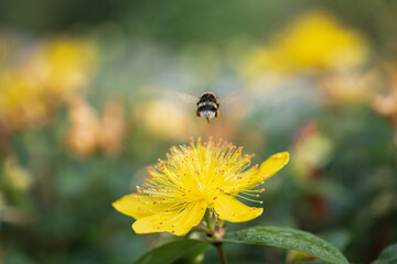 hovering bee on yellow st. john's wort flower
