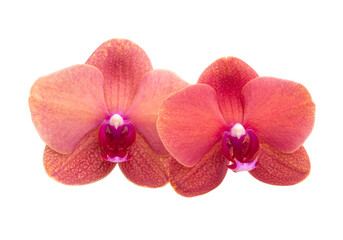 Naklejka na ściany i meble Beautiful phalaenopsis or exotic orchid flower isolated on the white