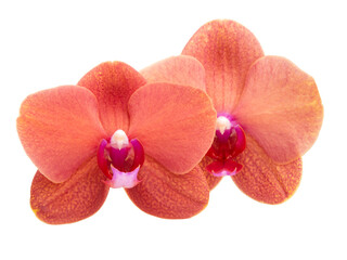 Beautiful phalaenopsis or exotic orchid flower isolated on the white