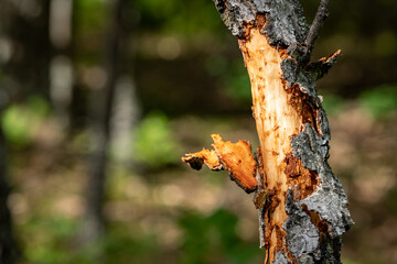 Scrambled bark of a young tree. Destroyed bark on a birch tree.